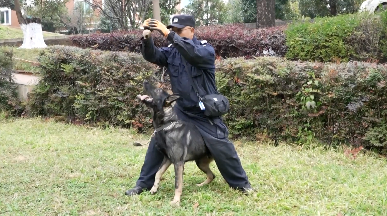 Tiongkok Promosikan Penggunaan Anjing Polisi Ras Lokal
