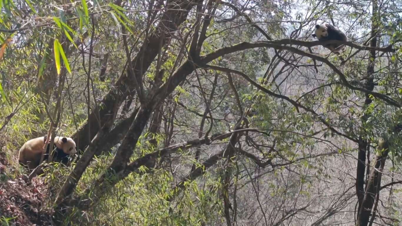 Pemandangan itu terlihat di Cagar Alam Nasional Shaanxi Foping di Provinsi Shaanxi