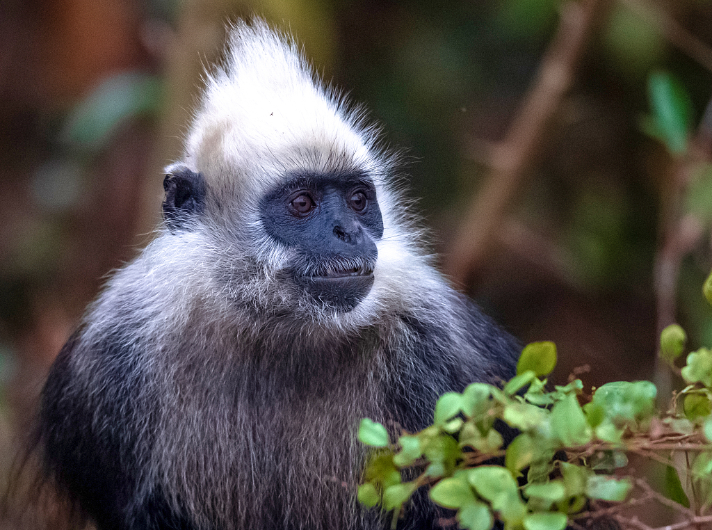Cagar Alam Nasional Lutung Berkepala Putih Chongzuo terletak di Daerah Otonomi Guangxi Zhuang
