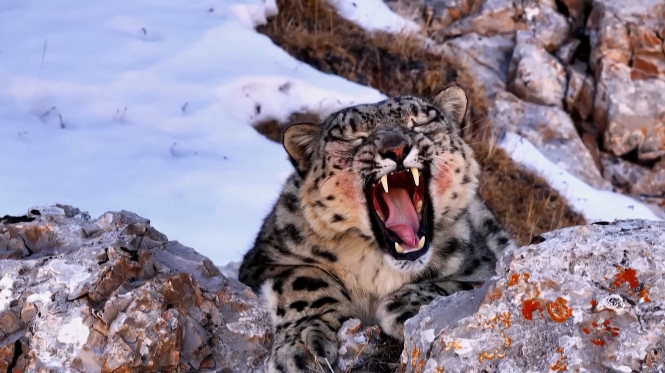 Qinghai adalah rumah bagi beberapa habitat macan tutul salju yang penting seperti Pegunungan Sanjiangyuan dan Qilian