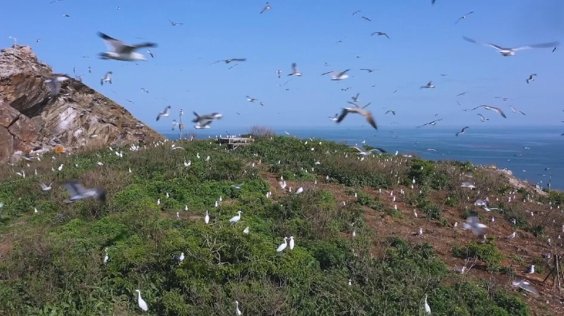 Cagar Alam Burung Migrasi Kepulauan Changshan di Tiongkok Terdaftar Dalam Daftar Warisan Alam Dunia