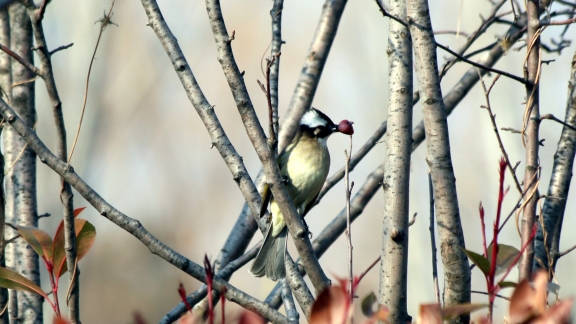 Tiongkok memiliki keanekaragaman hayati yang kaya dan merupakan rumah bagi lebih dari 10 persen dari semua spesies vertebrata darat di seluruh dunia dan lebih dari 36000 spesies tumbuhan tingkat tinggi