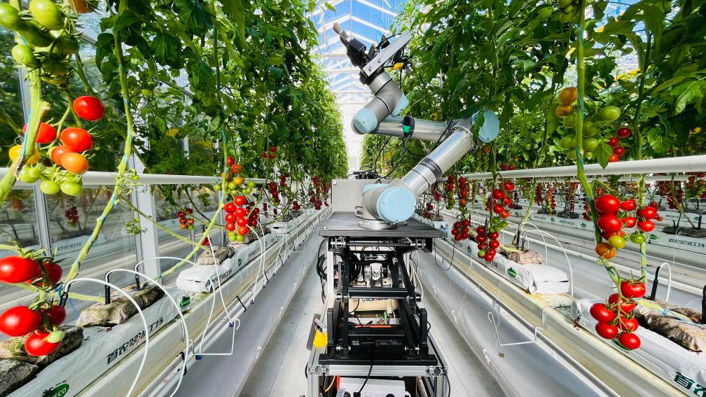 Ilmuwan Tiongkok Kembangkan Robot Pemulia Tanaman Cerdas Pertama di Dunia