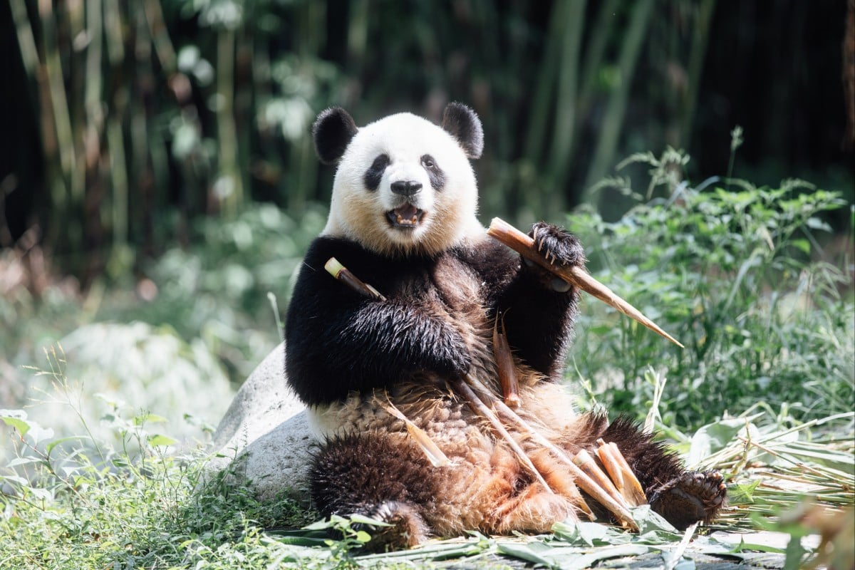 Panda  An An dan Ke Ke menjelajahi Ocean Park pulang setelah menyelesaikan karantina