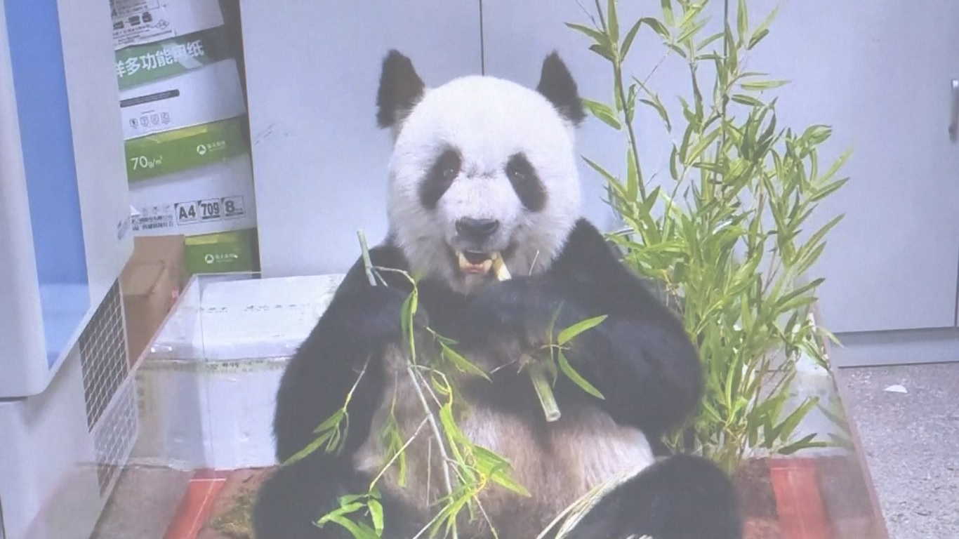 Universitas yang didirikan pada September lalu oleh dinas kehutanan dan padang rumput provinsi itu merupakan universitas pertama di Tiongkok yang membuka jurusan studi panda raksasa