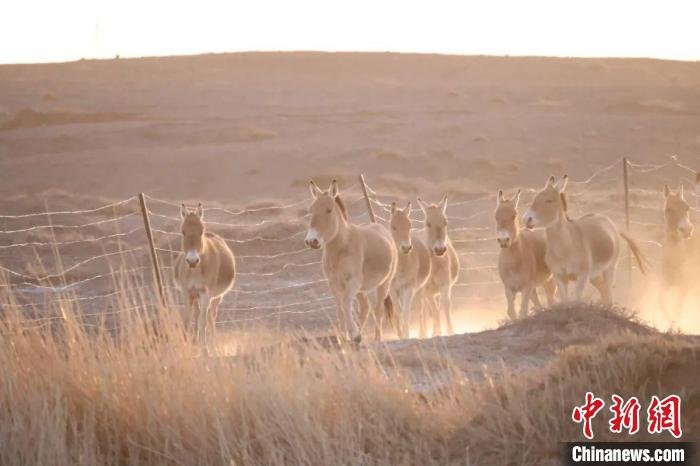 Petugas patroli baru-baru ini melihat kawanan keledai liar Mongolia di wilayah otonomi Mongolia Dalam di Tiongkok Utara