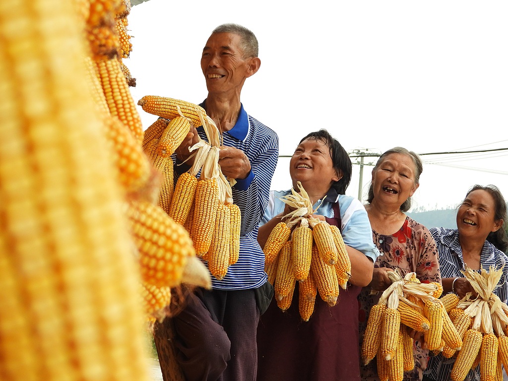 Musim Panen Jagung Melanda Tiongkok