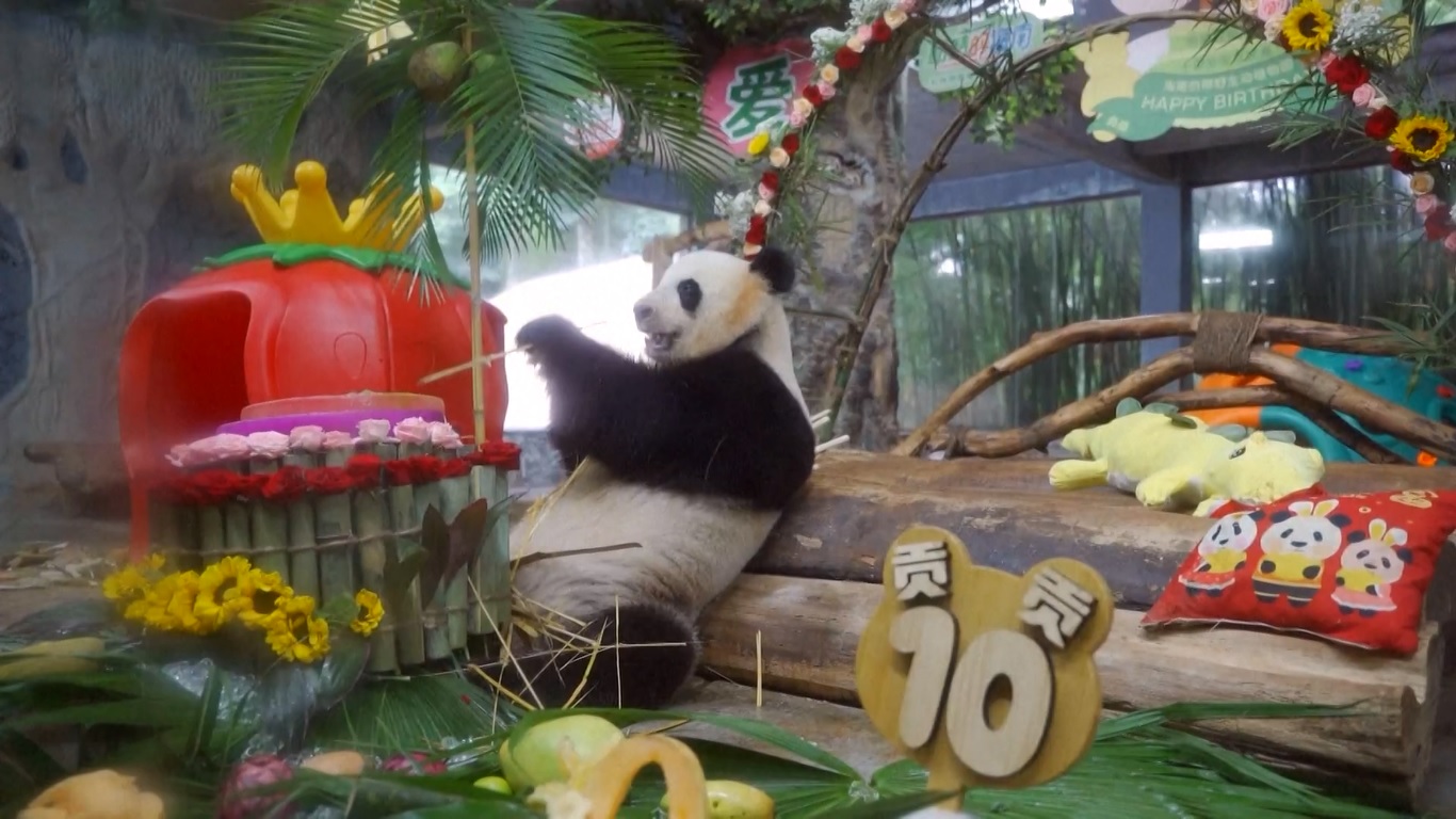 Lahir di Pangkalan Panda Bifengxia