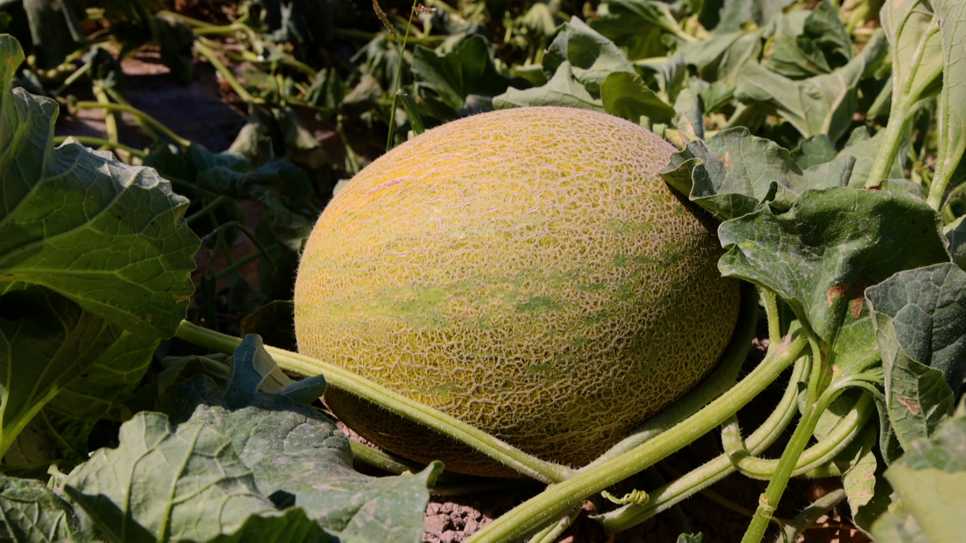 Panen Melon Manis Mendorong Revitalisasi Pedesaan di Xinjiang, Tiongkok