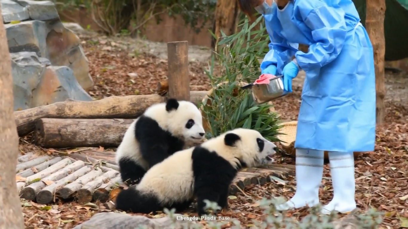 Anak panda yang lebih kompetitif bahkan mencoba memblokir akses anak yang lain ke makanan dengan meletakkan cakarnya di kepala anak yang lain