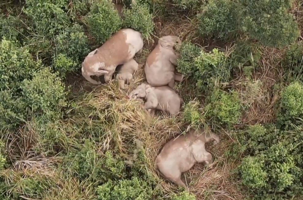 Pertama kalinya terlihat sekawanan gajah muncul di konservasi satwa liar di Kabupaten Ning'er di Provinsi Yunnan