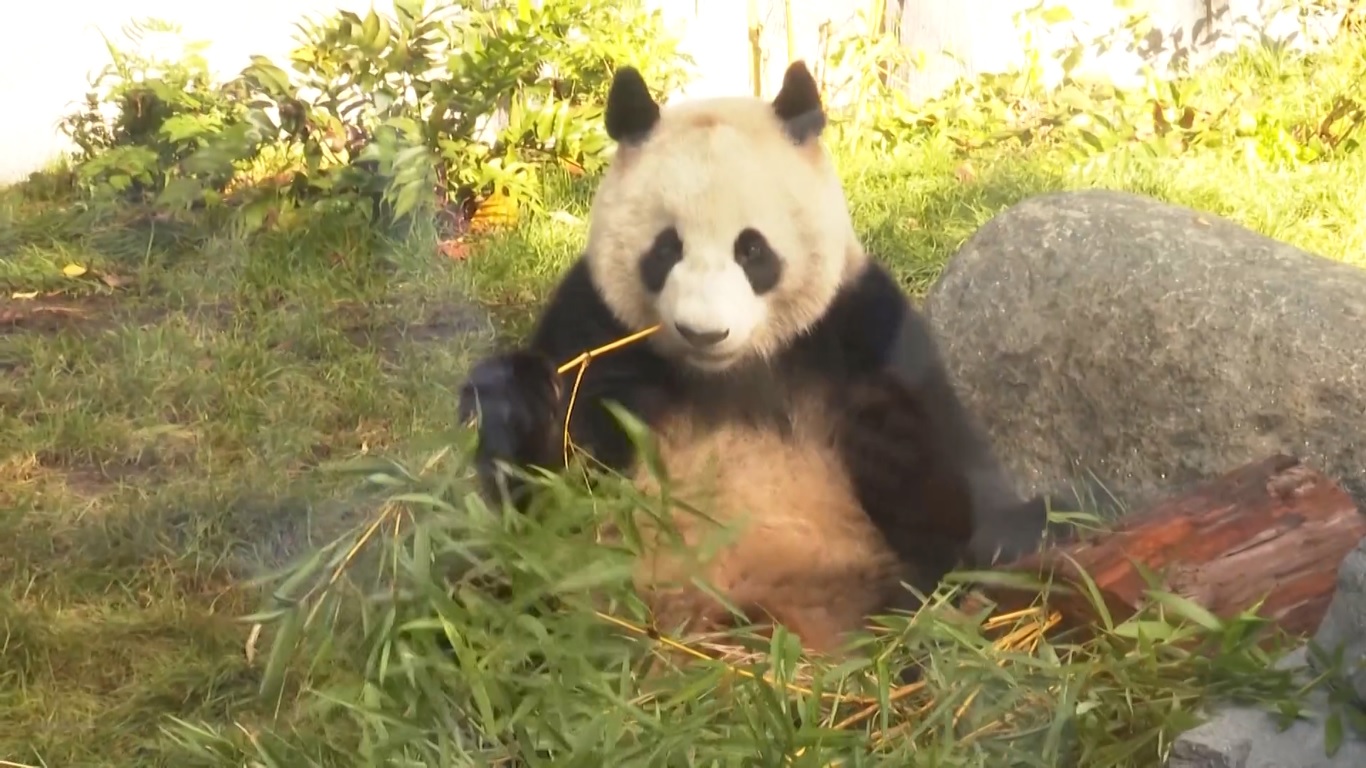 Yun Chuan dan Xin Bao mendarat di California dari Tiongkok pada tanggal 27 Juni 2024 untuk kerja sama perlindungan panda raksasa internasional selama 10 tahun dengan Kebun Binatang San Diego