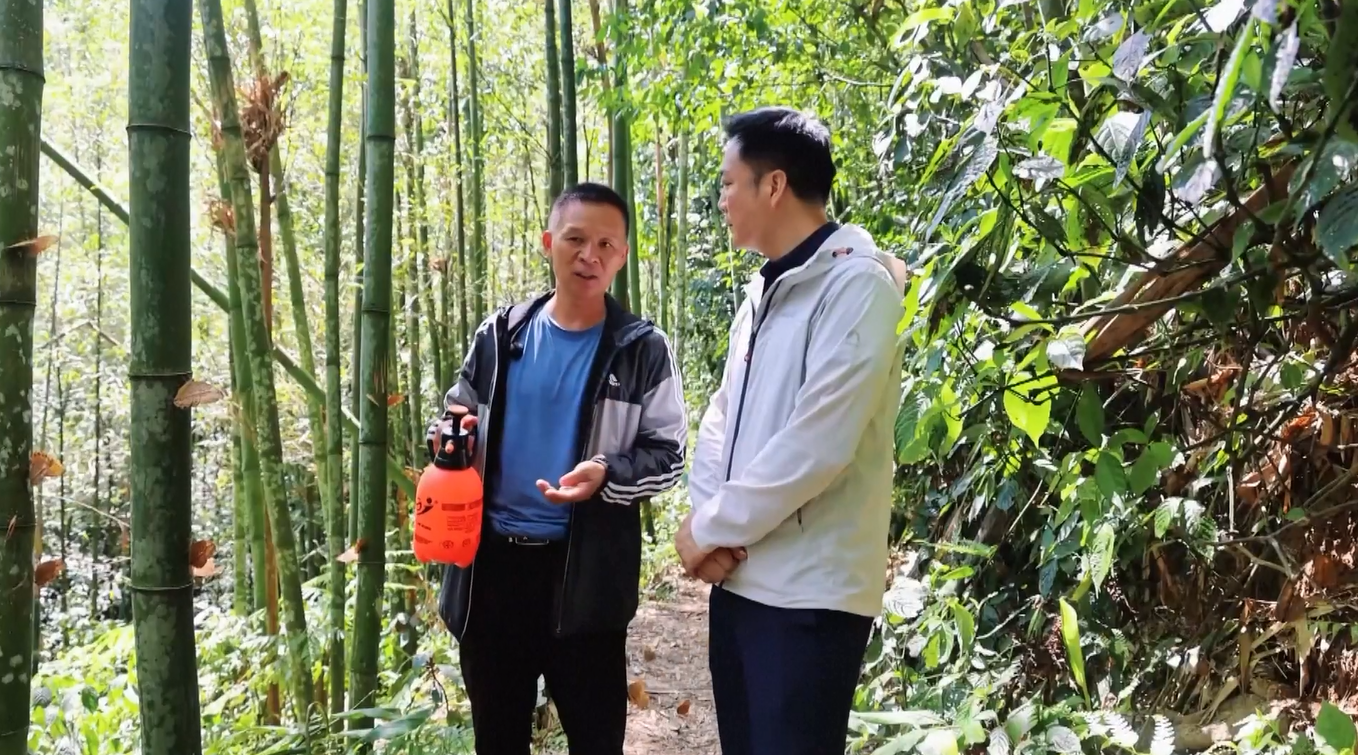 Populasi Kupu-kupu Diperkirakan Capai Angka Tertinggi dalam 10 Tahun Terakhir di Lembah Kupu-kupu di Yunnan