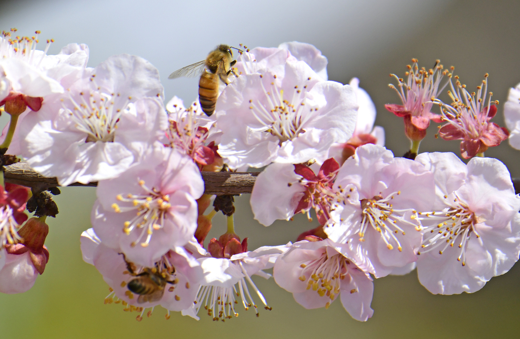 Bunga aprikot bermekaran di Mile Prefektur Otonomi Honghe Hani dan Yi Provinsi Yunnan saat musim semi tiba