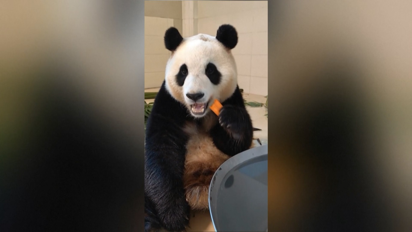 Panda raksasa yang dijuluki sebagai selebriti papan atas di Korea Selatan ini lahir pada tanggal 20 Juli 2020