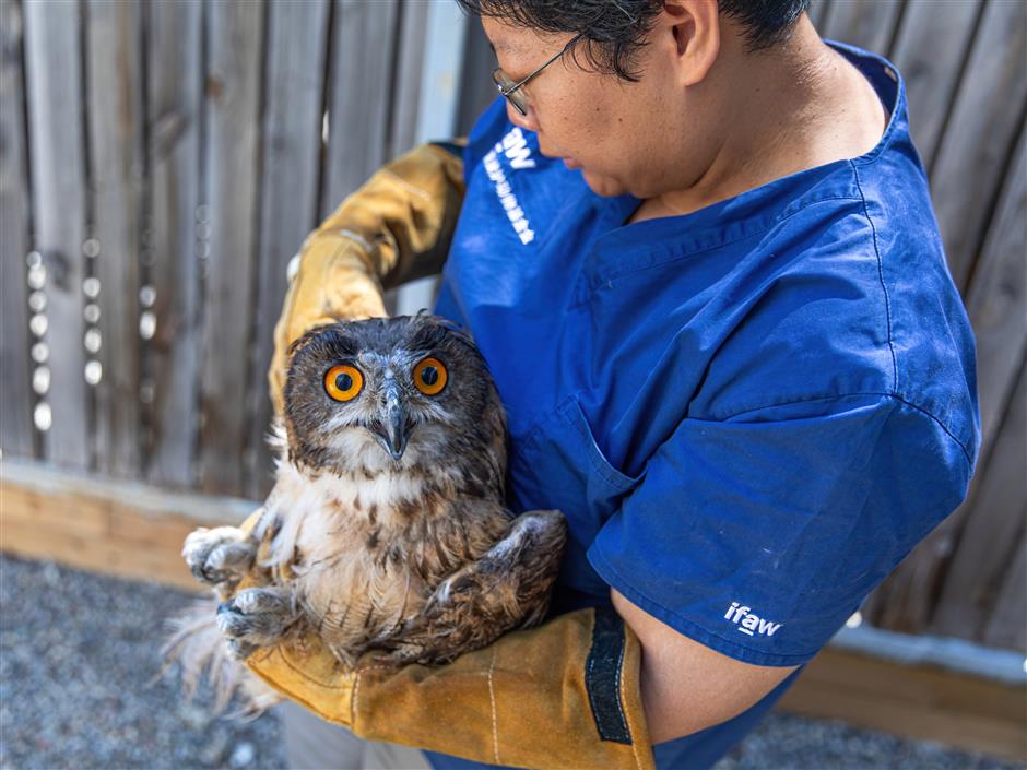 Tiongkok memiliki keanekaragaman burung pemangsa yang kaya