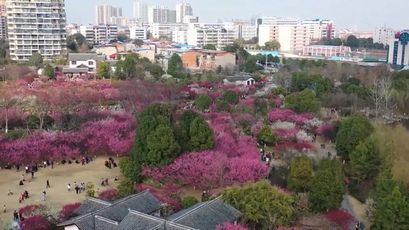 Mereka bahkan tidak hanya dapat menikmati keindahan berbagai bunga musim semi