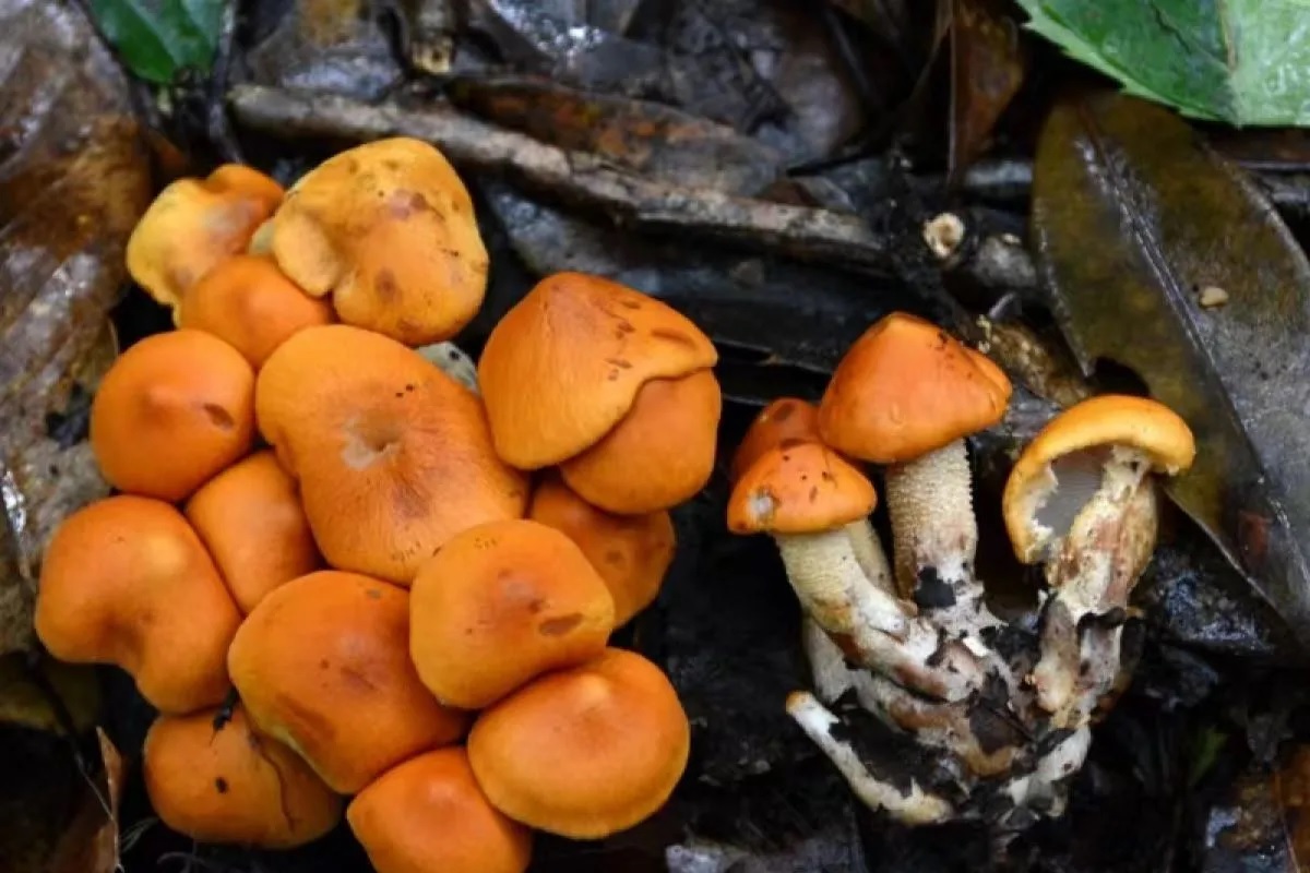 Spesies baru ini dikumpulkan pada Agustus 2022 oleh tim peneliti dari Institut Penelitian Jamur Pangan Kunming dalam survei lapangan di taman hutan nasional Baotaishan