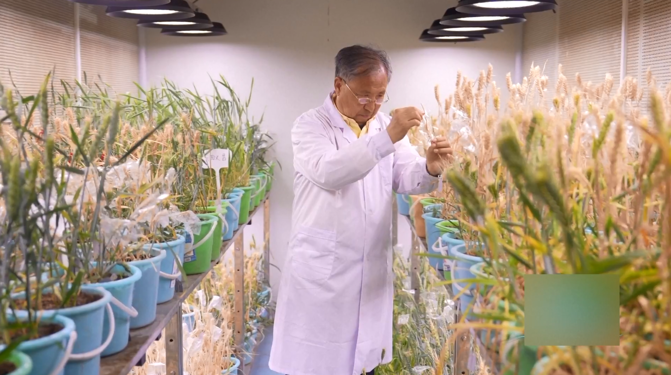 Tiongkok telah Membuat Kemajuan Besar dalam Menjaga Keamanan Benih dalam 5 Tahun Terakhir