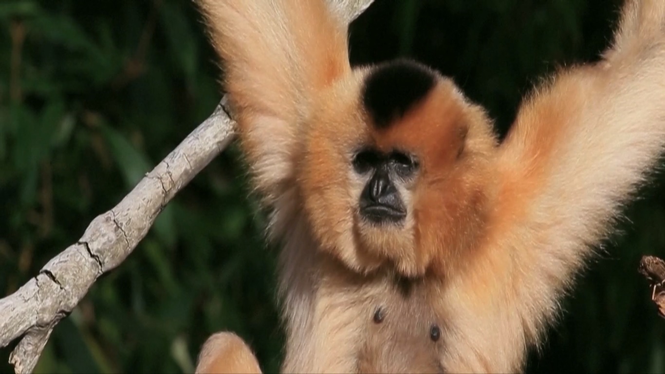 Jauh di dalam hutan Vietnam utara terdapat Kawasan Konservasi Spesies dan Habitat Siamang Trung Khanh Cao Vit yang berbatasan dengan Tiongkok