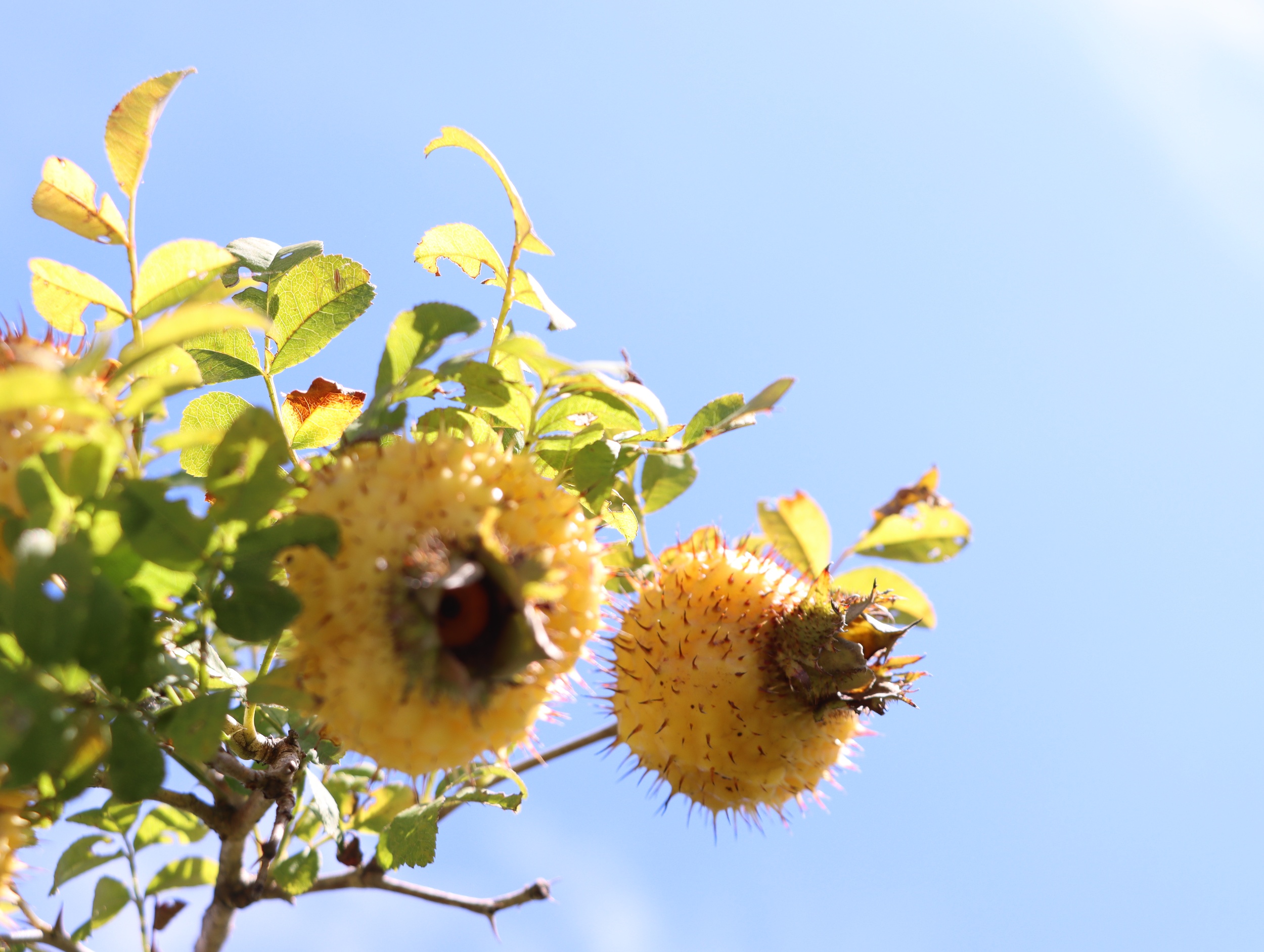 Buah Emas Berduri Tingkatkan Kemakmuran di Pedesaan Guizhou