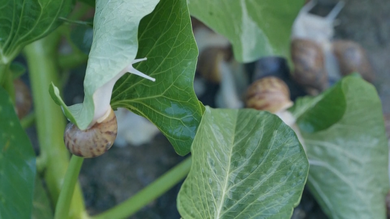 Musim panen puncak budidaya bekicot sedang berlangsung di kota Jiaxing