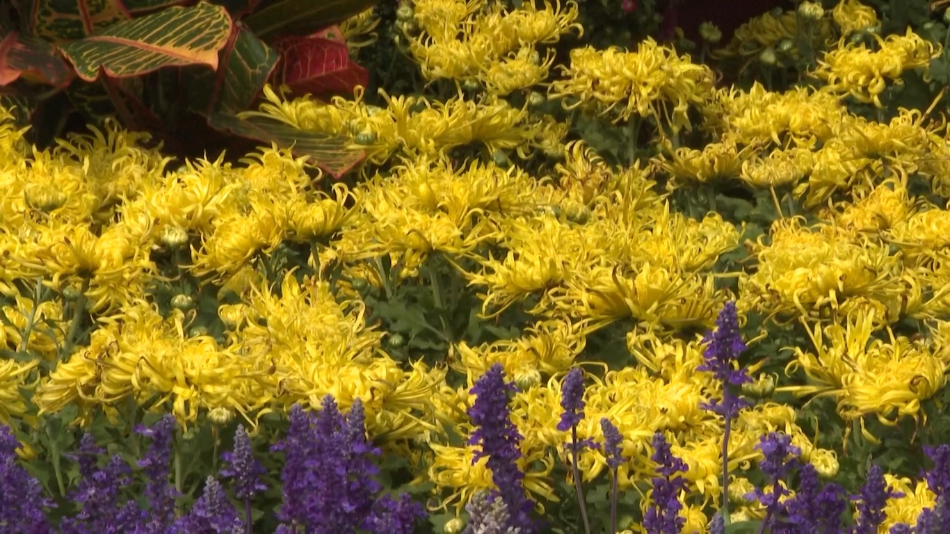 Sudah menjadi tradisi bagi masyarakat Tiongkok untuk menikmati bunga krisan dan minum teh krisan di musim gugur