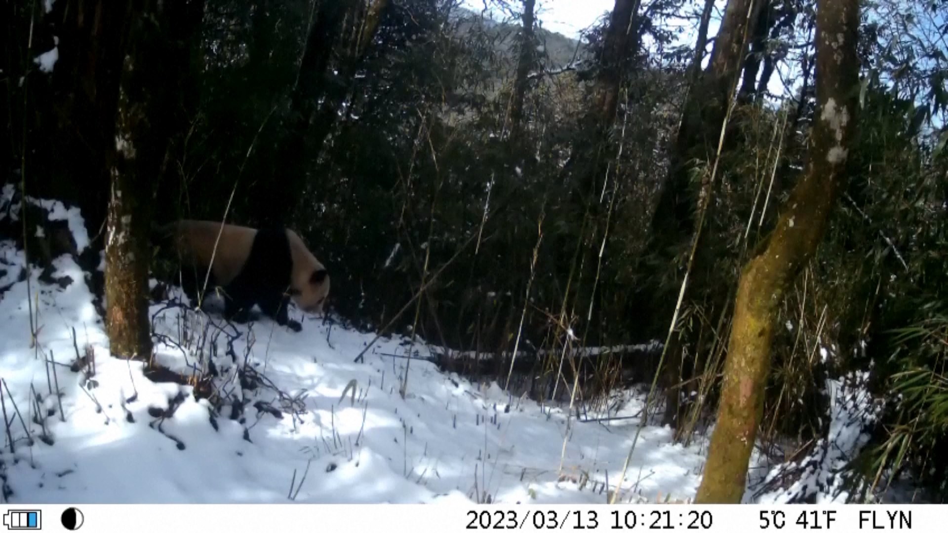 Pakar panda raksasa mengatakan sangat jarang melihat begitu banyak panda raksasa liar dalam waktu sesingkat itu