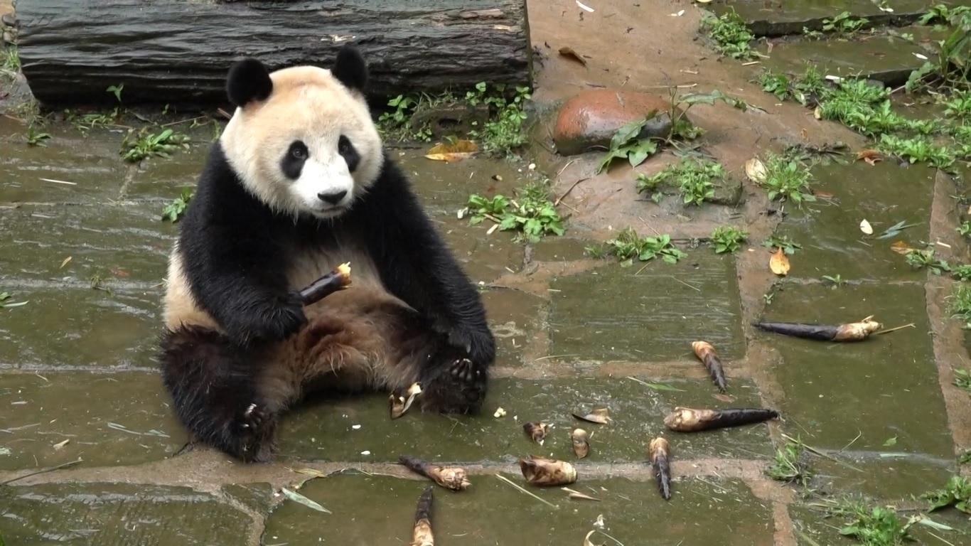 Kedua panda ini akan transit di Hong Kong dan dijadwalkan tiba di Amerika Serikat pada hari Kamis (27/6)