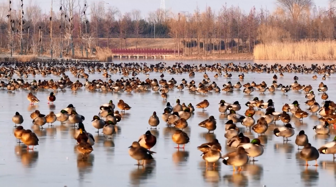 Burung-burung Migran di Jiangsu Menikmati Sinar Matahari setelah Gelombang Dingin
