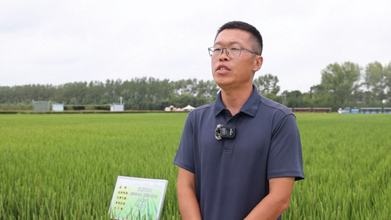 Saat tanaman padi musim gugur seperti padi memasuki tahap penting yaitu pembungaan dan pengisian gabah