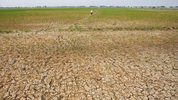 El Nino yang puncaknya diperkirakan terjadi pada Agustus-September 2023 dapat membuat Indonesia terancam kekeringan akibat cuaca ekstrem