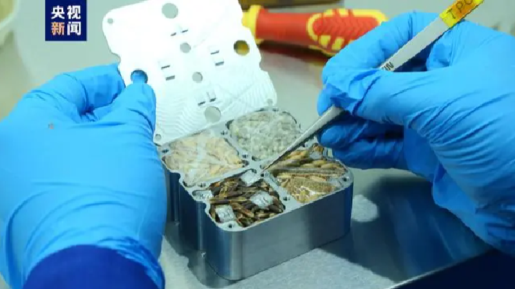 Para peneliti telah memulai percobaan perkecambahan biji pada benih dan selanjutnya akan melakukan percobaan pemuliaan berbasis darat untuk mendapatkan mutan yang sangat baik dan membudidayakan varietas hijauan baru yang unggul dengan hasil yang lebih tinggi kualitas yang lebih baik dan ketahanan yang lebih kuat