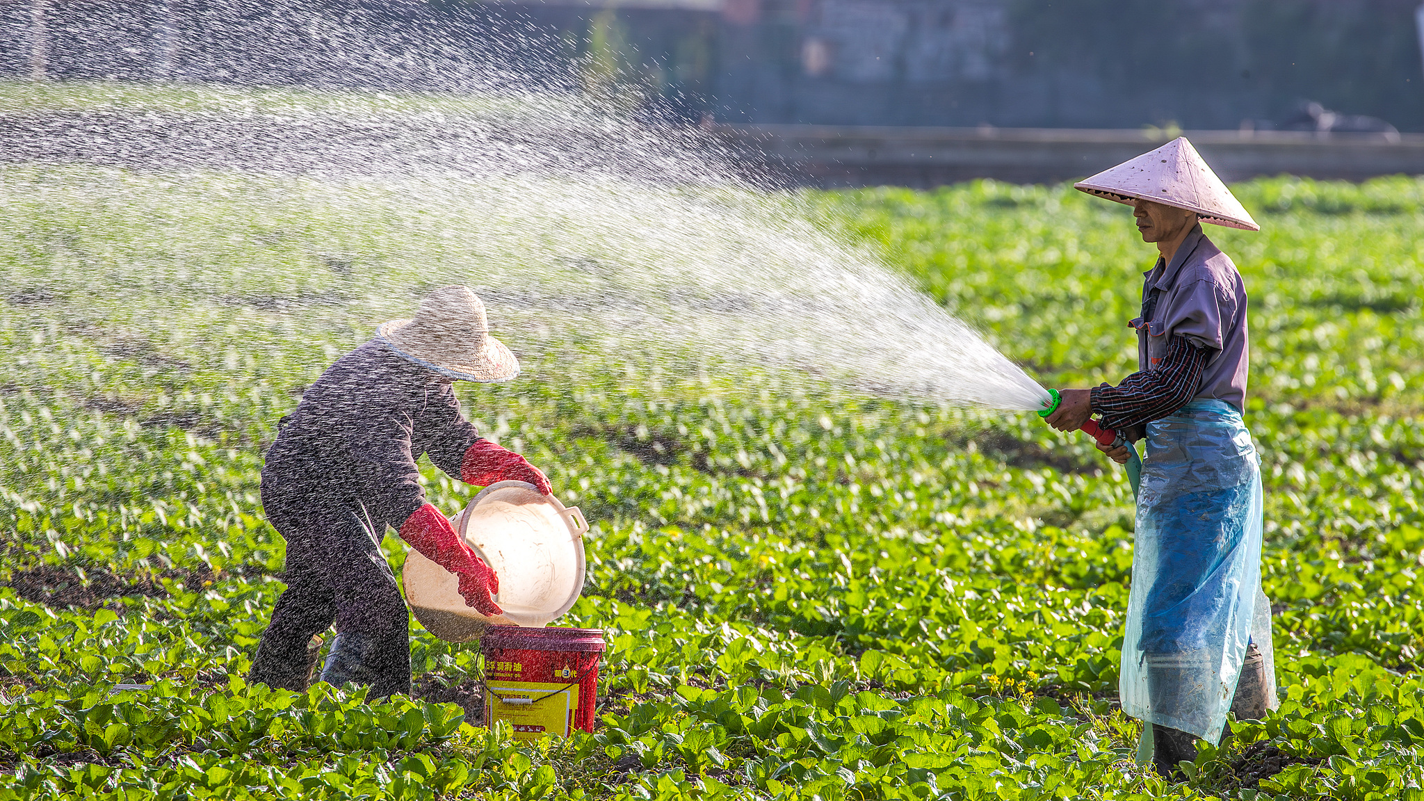 Anak-anak menggantung telur rebus dengan tali warna-warni dan memukulkannya bersama-sama untuk melihat telur mana yang paling kuat – simbol kekuatan dan kesehatan