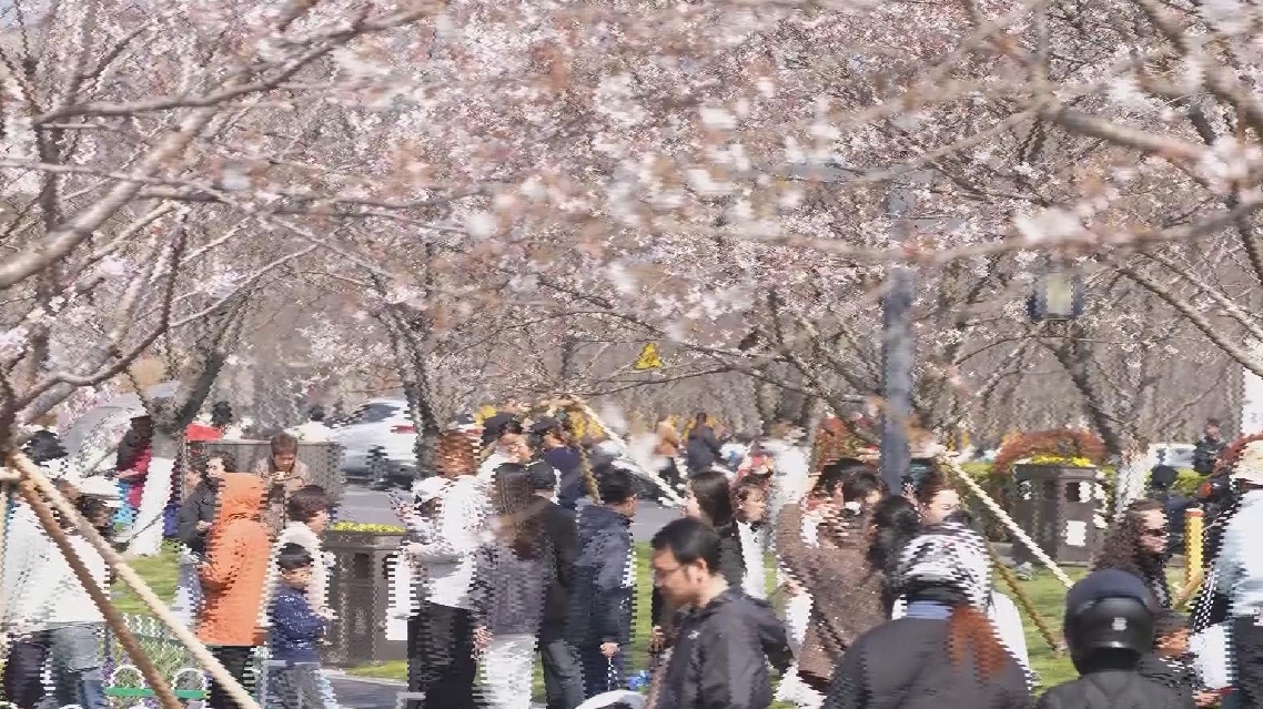 Sakura yang Bermekaran Menarik Wisatawan dari Berbagai Penjuru Datang ke kota Pinghu