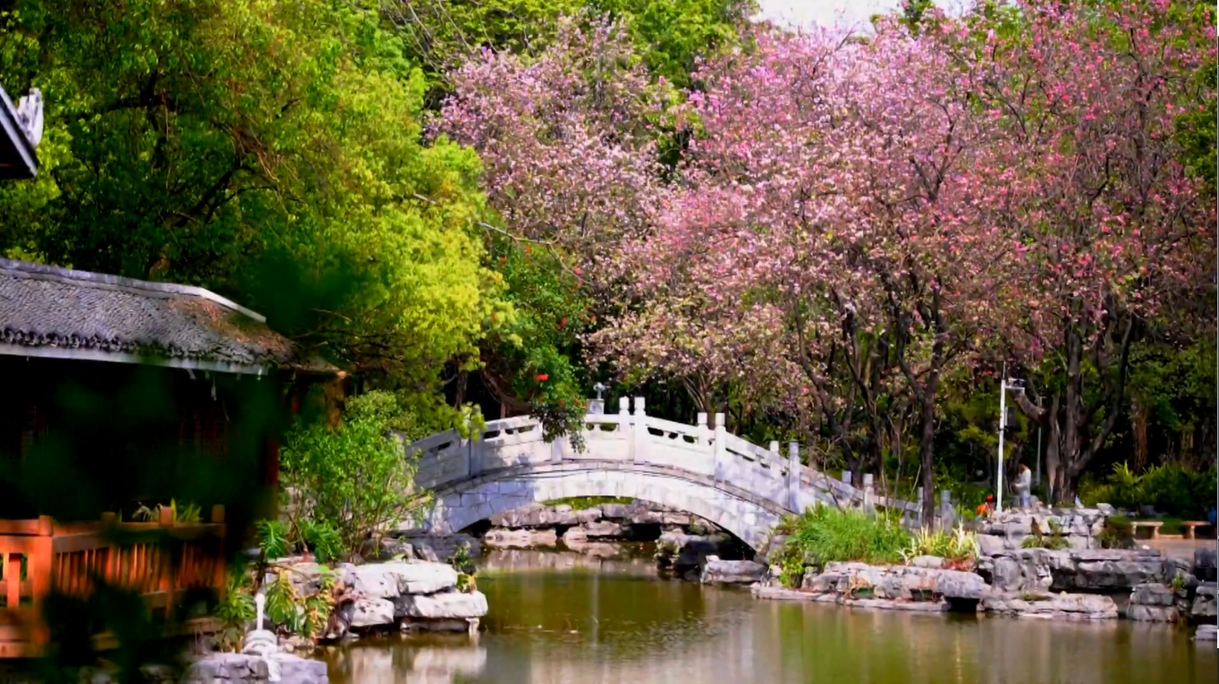 Daratan Tiongkok yang luas kini dibanjiri dengan keindahan ragam spesies bunga warna-warni musim semi yang bermekaran