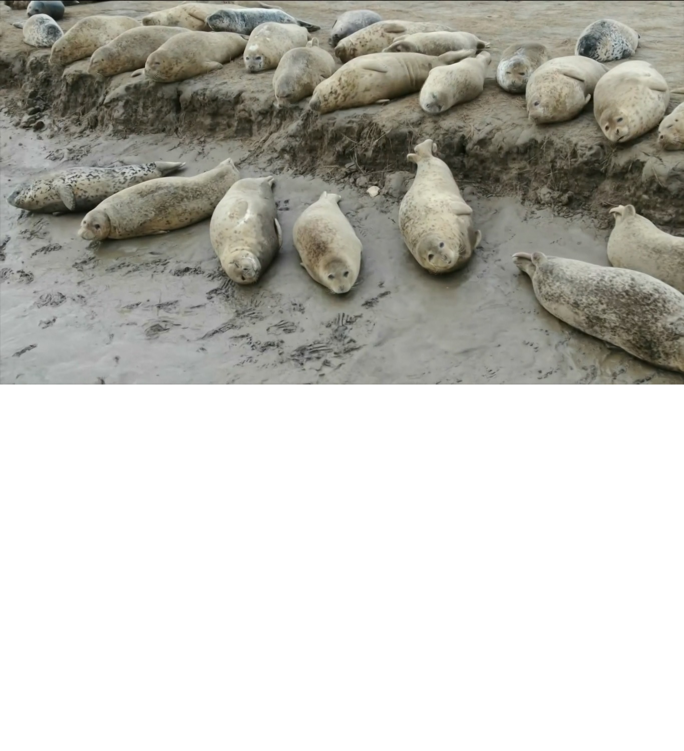 Di bawah perlindungan nasional kelas satu di Tiongkok