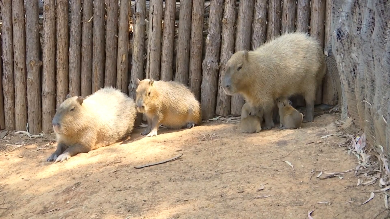 Bayi-bayi kapibara yang berusia kurang dari satu minggu ini terlahir dengan bulu dan selalu bergerak bersama induknya