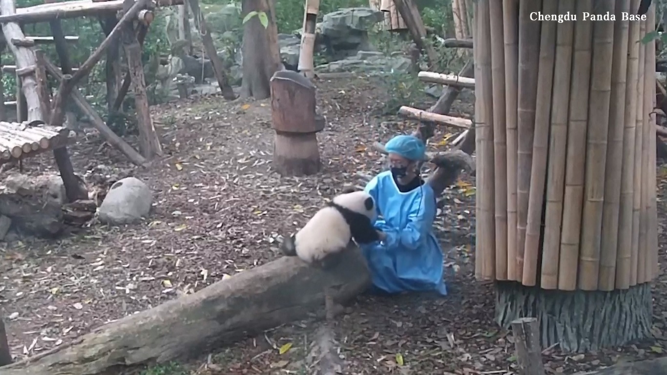 Rekaman panda berbulu halus yang lahir pada awal tahun 2023 itu dirilis pada tanggal 8 November 2023 oleh pangkalan penelitian tersebut