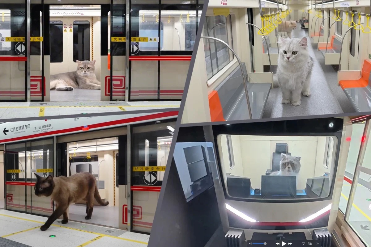 &#039;Bukan AI&#039;: Influencer Tiongkok butuh 4 bulan untuk membangun kucing mini di bawah tanah; videonya ditonton 100 juta kali