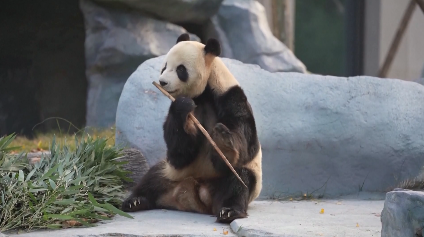 Pusat Perawatan Panda Raksasa Baru di Tiongkok Gelar Pembukaan Terbatas Jelang Peresmiannya