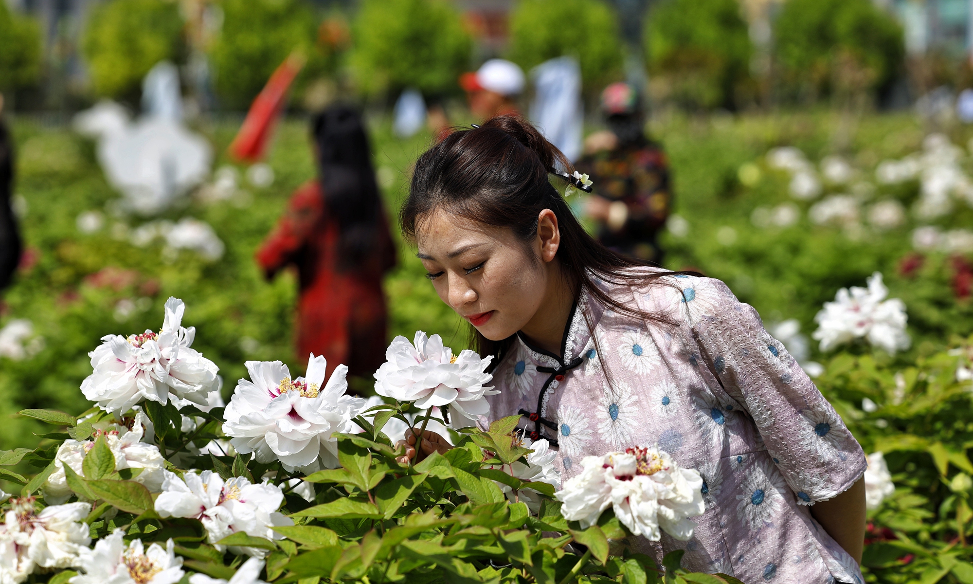 Peony dianggap sebagai bunga nasional Tiongkok