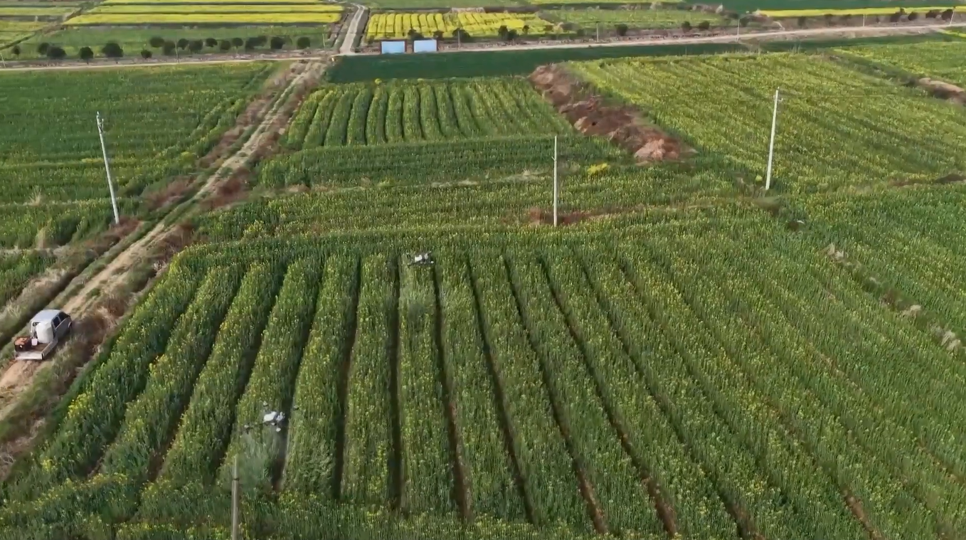 Layanan Drone Inovatif Ini Membuat Pertanian Lebih Mudah dan Efisien di Provinsi Hubei
