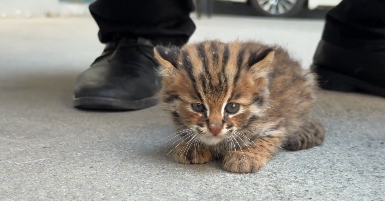 Anak Kucing Macan Tutul Berhasil Diselamatkan di Shaanxi setelah Ditemukan Sendirian di Dekat Kawasan Permukiman