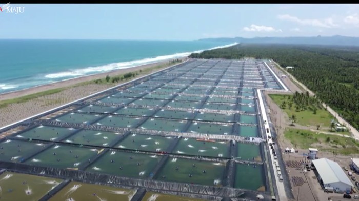 Kementerian Kelautan dan Perikanan menyebut pembangunan tambak budidaya udang berbasis kawasan di Kebumen sekaligus untuk mencapai target produksi udang nasional 2 juta ton pada 2024