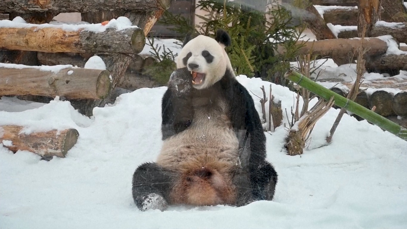 Ketika Presiden China Xi Jinping mengunjungi Rusia pada tahun 2019