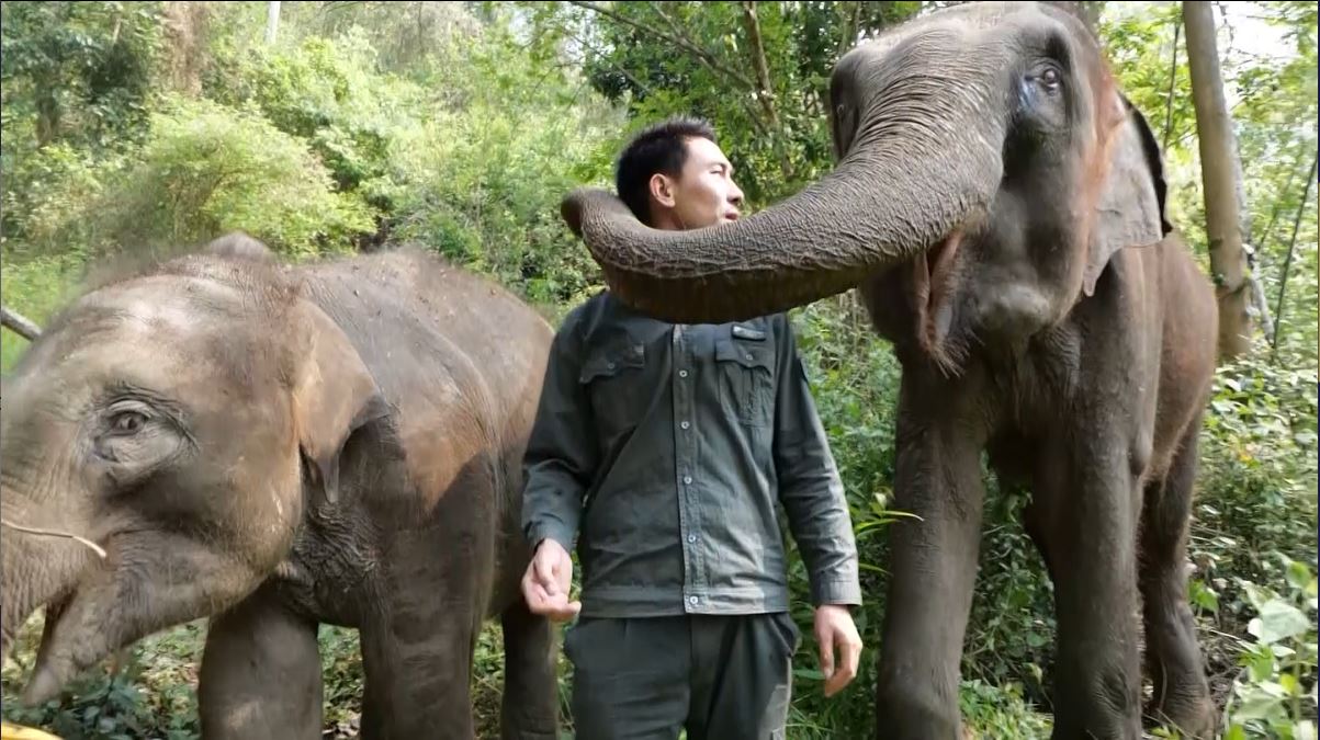 Tahun ini menjadi tahun ke-18  bagi Xiong yang bekerja sebagai penjaga gajah dan atas jasanya dia mendapat penghargaan nasional