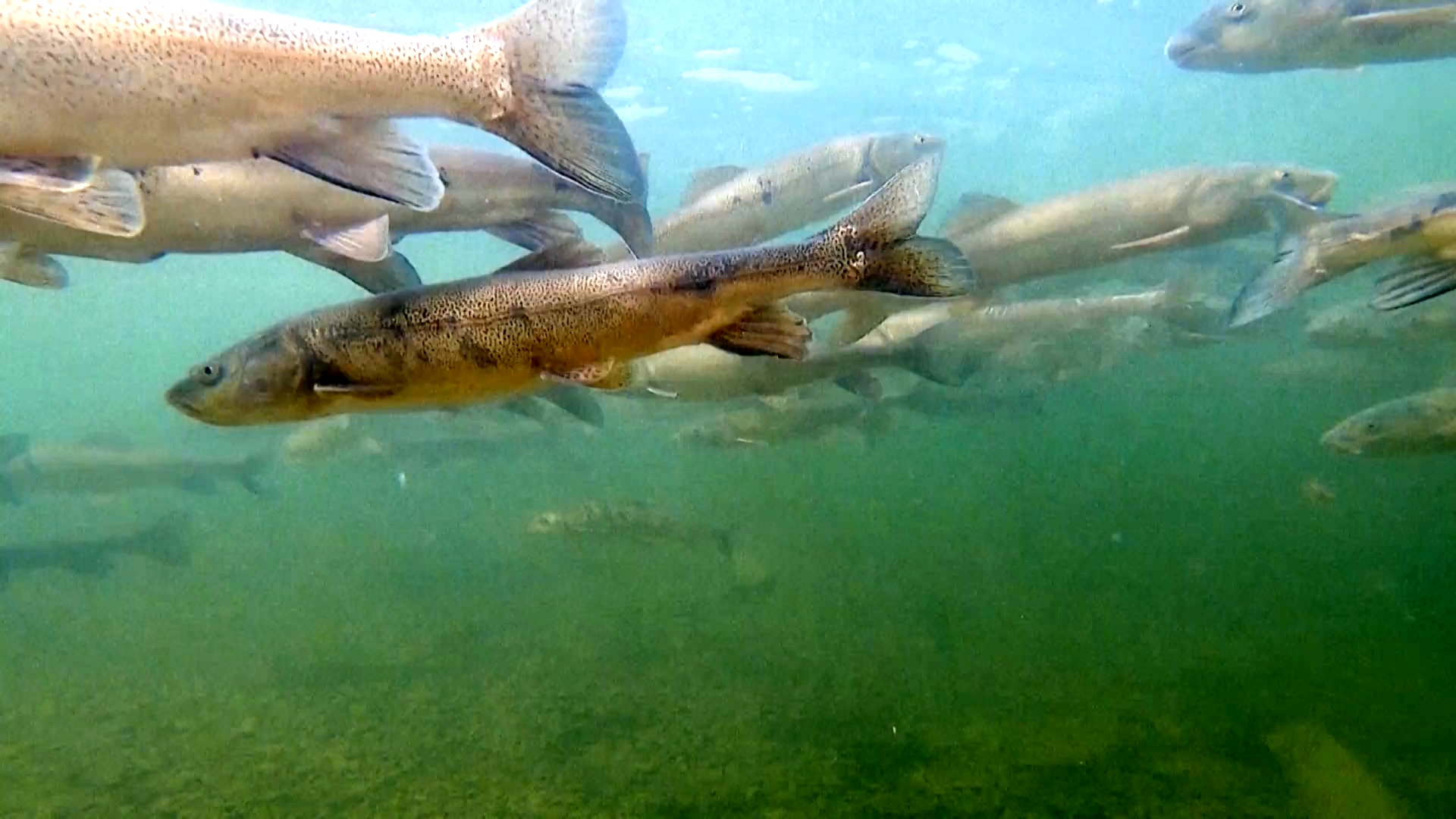 lmuwan Tiongkok mengintensifkan upaya untuk melindungi spesies ikan mas yang unik di Sungai Dangqu