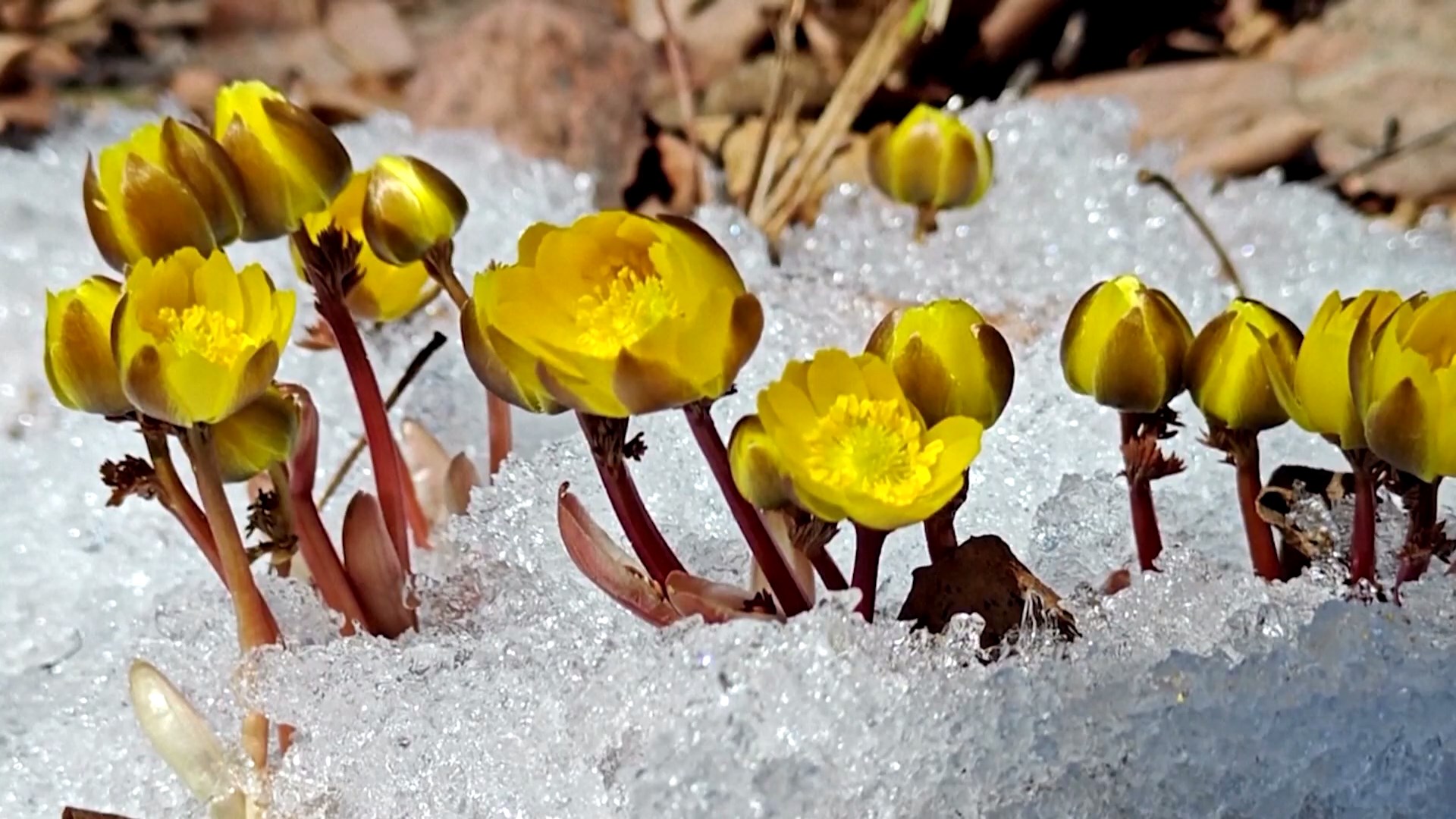 Bunga musim semi berwarna kuning kini bermekaran di tanah bersalju berkilauan di Provinsi Heilongjiang