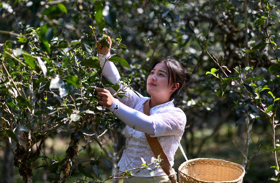 Tren baru-baru ini dalam industri teh modern telah mendorong penduduk Jingmai untuk merawat hutan teh kuno mereka dengan lebih baik